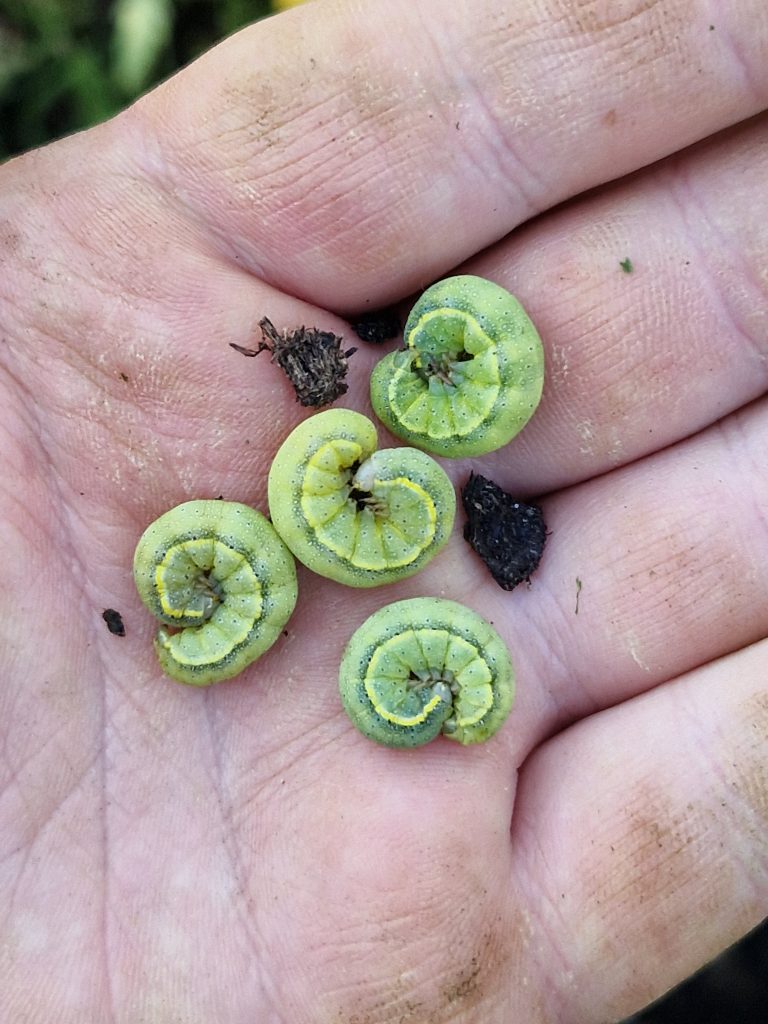 Rantatarhayökkösen toukka