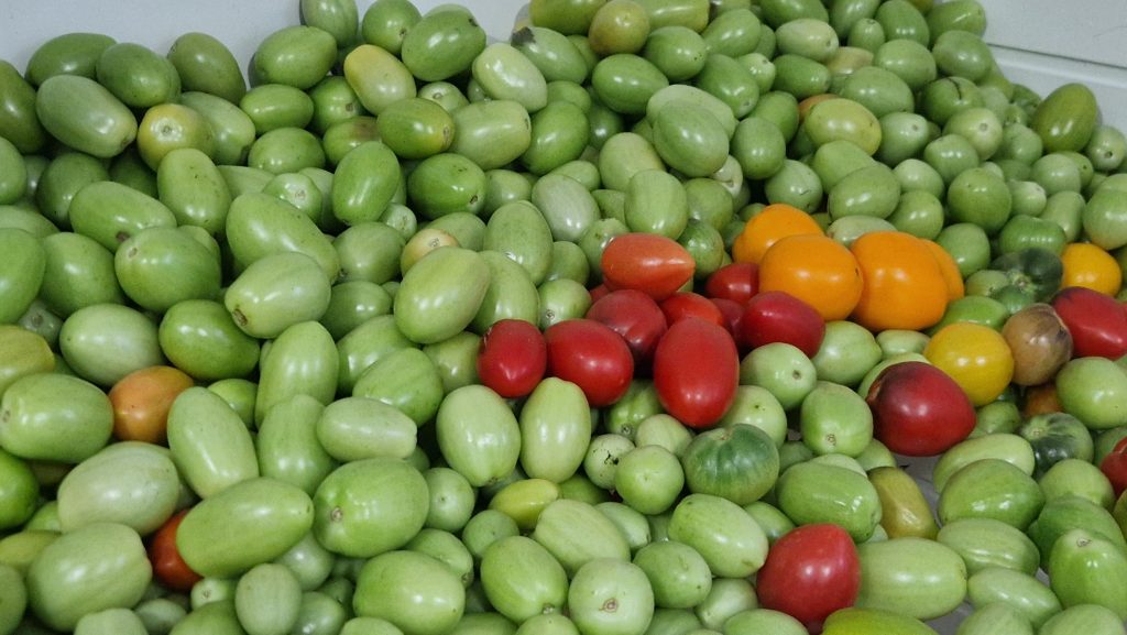 Tomaatteja kypsymässä