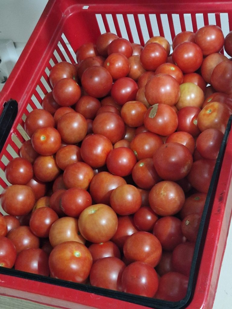 Resibella tomaatteja